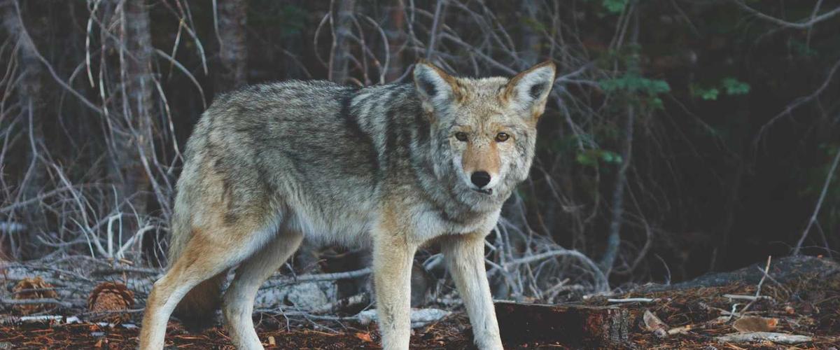 Side by side comparison of kitchen before and after cabinet painting showing dramatic transformation